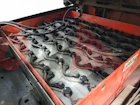 LINDE ELECTRIC